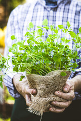 Canvas Print - Organic vegetables. Farmers hands with herbs. Fresh organic  herbs.