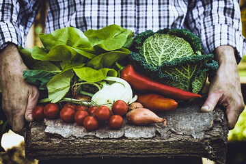 Canvas Print - Organic vegetables. Farmers hands with freshly harvested vegetables. Fresh organic kale