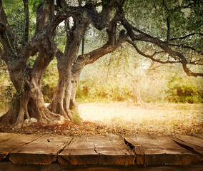 Olive tree with wooden  table. Wood empty tabletop for your montage. Wood planks with olive orchard.