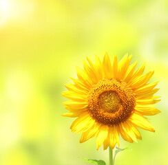 Poster - Bright yellow sunflower on blurred sunny background