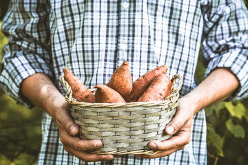 Canvas Print - Organic vegetables. Farmers hands with freshly harvested vegetables. Fresh organic sweet potatoes.