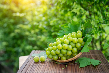 Wall Mural - Green grape in Bamboo basket on wooden table in garden, Shine Muscat Grape with leaves in blur background, 