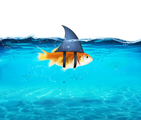 goldfish disguised as shark in the sea to terrorize the enemies. concept of competition and bravery