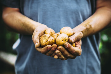 Canvas Print - Organic vegetables. Farmers hands with freshly harvested vegetables. Fresh bio potatoes