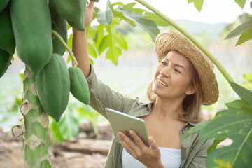 Asian woman smart farmer or organic farm agronomist, Checking fresh green papaya products quality control, concept of digital data technology for smart farming agriculture.