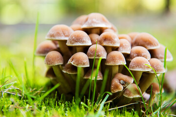 Wall Mural - Group of fresh natural edible mushrooms in autumn forest on green grass background. No filters applied