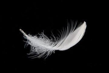 white feather isolated on black background