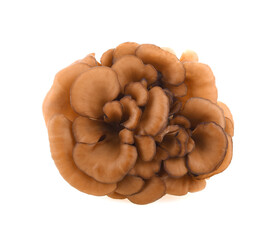 maitake mushrooms on white background