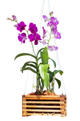 Wall Mural - Purple orchid flower bloom with drops and hanging in wooden pot in the garden isolated on white background included clipping path.