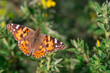 Vanessa Cardui is a well-known colorful butterfly known as the painted lady on the green grass