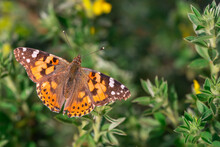 Vanessa Cardui Is A Well-known Colorful Butterfly Known As The Painted Lady On The Green Grass