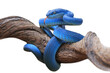 Blue viper snake closeup face, viper snake, blue insularis, Trimeresurus Insularis, animal closeup, viper snake with white background
