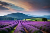 Fototapeta Lawenda - lavender field at sunset