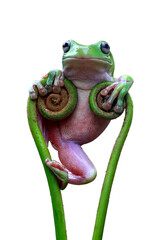 Sticker - Dumpy frog 