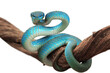 Blue viper snake closeup face, viper snake, blue insularis, Trimeresurus Insularis, animal closeup, viper snake with white background