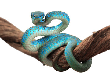 Wall Mural - blue viper snake closeup face, viper snake, blue insularis, trimeresurus insularis, animal closeup, 