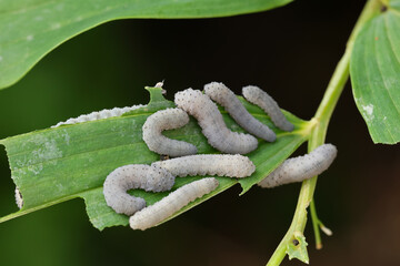 Wall Mural - Closeup of larva of Solomon's seal sawfly larva, Phymatocera aterrima eating on lush green leaves of Solomons Seal leaves.