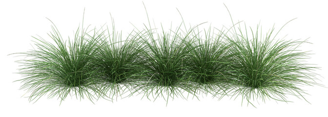 Wall Mural - grass isolated on white