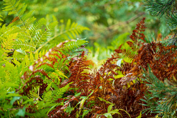 Wall Mural - fern in the autumn forest