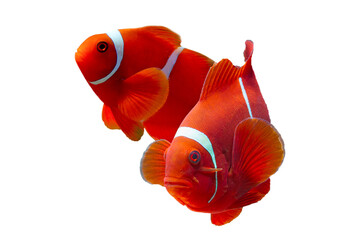 Maroon clownfish on white background, anemones on isolated background