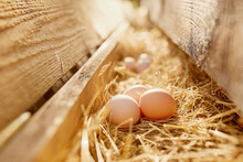 Farmer Collects Eggs At Eco Poultry Farm, Free Range Chicken Farm