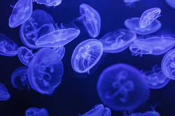 underwater shooting of beautiful Aurelia aurita