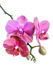 Fototapeta Storczyk - Pink orchid flowers isolated