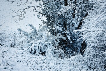 Sticker - Snow-covered tree branch with a blanket of fresh snow covering the surrounding foliage