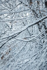 Sticker - Snow-covered tree branch with a blanket of fresh snow covering the surrounding foliage