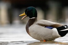 Close Up Of A Mallard Duck Is Resting In A Tranquil Lake