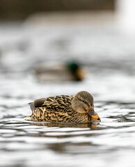 Poster - Vertical shot of a mallard duck resting in a tranquil lake