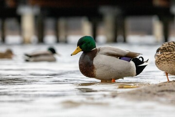 Wall Mural - Close up of a mallard duck is resting in a tranquil lake