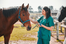 Horse, Woman Veterinary And Medical Exam Outdoor For Health And Wellness In The Countryside. Doctor, Professional Nurse Or Vet Person With An Animal For Help, Medicine And Healthcare At A Ranch