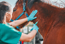 Horse, Woman Veterinary And Injection Outdoor For Health And Wellness On In The Countryside. Doctor, Professional Nurse Or Vet Person With An Animal For Help, Medicine And Medical Care At A Ranch