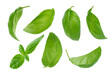 Leinwandbild Motiv Set of flying basil leaves on white background