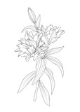 Fototapeta Sypialnia - Isolated elegant white lily flowers with stem and leaves. Vector sketch outline drawing. Black and white.
