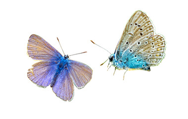 lycaenidae butterfly isolated on white