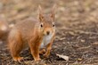 Red squirrel in the forest looking at the camera