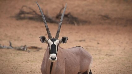 Wall Mural - Closeup video of a scary Oryx antelope with huge horns in the dry field