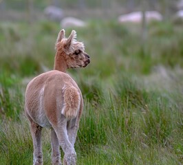 Poster - Adorable young alpaca standing in the middle of a lush green grassy field