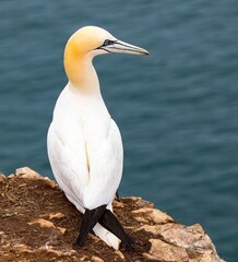 white great northern gannet bird perched atop a rocky outcrop near the shore