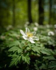 Poster - White blossom growing in a lush green field surrounded by tall trees