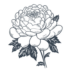 Beautiful vintage flower on stem with foliage ink sketch. Hand drawn outline garden peony. Lush rose bloom, isolated vector illustration