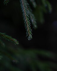 Sticker - Closeup of a lush pine tree with droplets of dew glistening on its lush green foliage