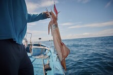 Fisherman Standing On A Boat And Holding Up A Large Squid