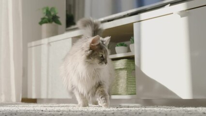 Sticker - Slow motion of an adorable Siberian cat walking at home next to the TV stand and potted plants