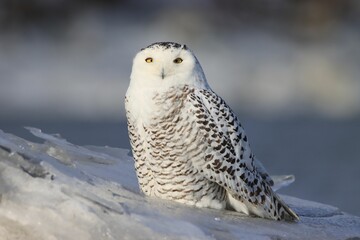 Sticker - Stunning snow owl perched on the edge of an icy winter landscape.