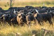 Herd of African Buffalos grazing in a lush green field in Botswana Safari.