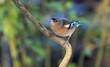 Chaffinch perched on a branch