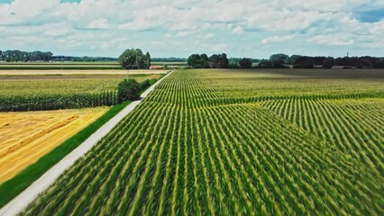 Wall Mural - Drone footage over Large ripe Cornfield harvest with trees and cloudy sky on the horizon